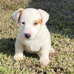 Jack Russel Uruguay (39)