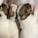 Jack Russel Uruguay (40)