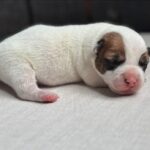 Jack Russel Uruguay (41)