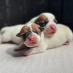 Jack Russel Uruguay (42)