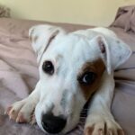 Jack Russel Uruguay (44)