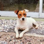 Jack Russel Uruguay (45)