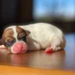 Jack Russel Uruguay (46)
