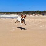 Jack Russel Uruguay (48)