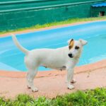 Jack Russel Uruguay (5)