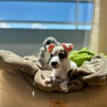 Jack Russel Uruguay (50)