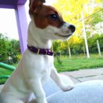Jack Russel Uruguay (53)
