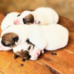 Jack Russel Uruguay (54)