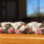 Jack Russel Uruguay (57)