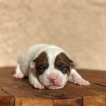Jack Russel Uruguay (58)