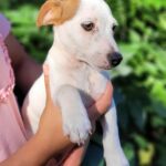 Jack Russel Uruguay (59)