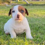 Jack Russel Uruguay (6)