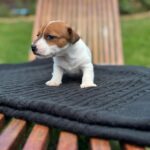 Jack Russel Uruguay (62)