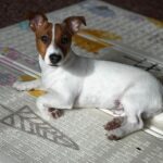 Jack Russel Uruguay (68)