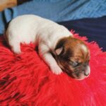 Jack Russel Uruguay (69)
