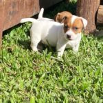 Jack Russel Uruguay (7)