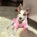 Jack Russel Uruguay (72)