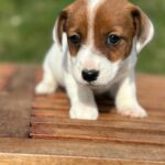 Jack Russel Uruguay (73)