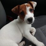 Jack Russel Uruguay (76)