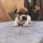Jack Russel Uruguay (79)