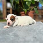 Jack Russel Uruguay (80)