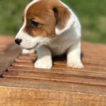 Jack Russel Uruguay (81)