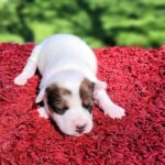 Jack Russel Uruguay (83)