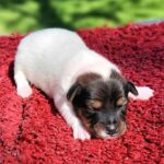 Jack Russel Uruguay (84)