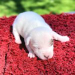 Jack Russel Uruguay (86)