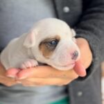Jack Russel Uruguay (87)