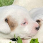 Jack Russel Uruguay (9)