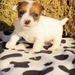Jack Russel Uruguay (90)