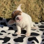 Jack Russel Uruguay (91)