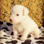 Jack Russel Uruguay (92)