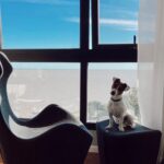 Jack Russel Uruguay (93)