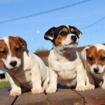 Jack Russel Uruguay (98)